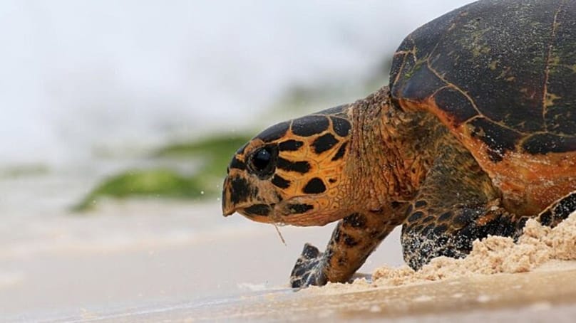 Hawksbill sea turtle