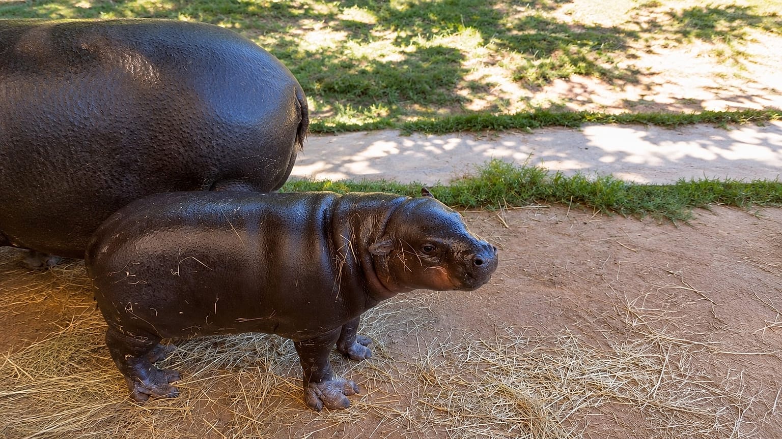 Cria de hipopótamo-pigmeu nasce em zoo de Gaia e já pode ser visitada