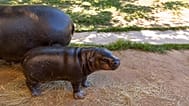 Cria de hipopótamo-pigmeu nasce em zoo de Gaia e já pode ser visitada