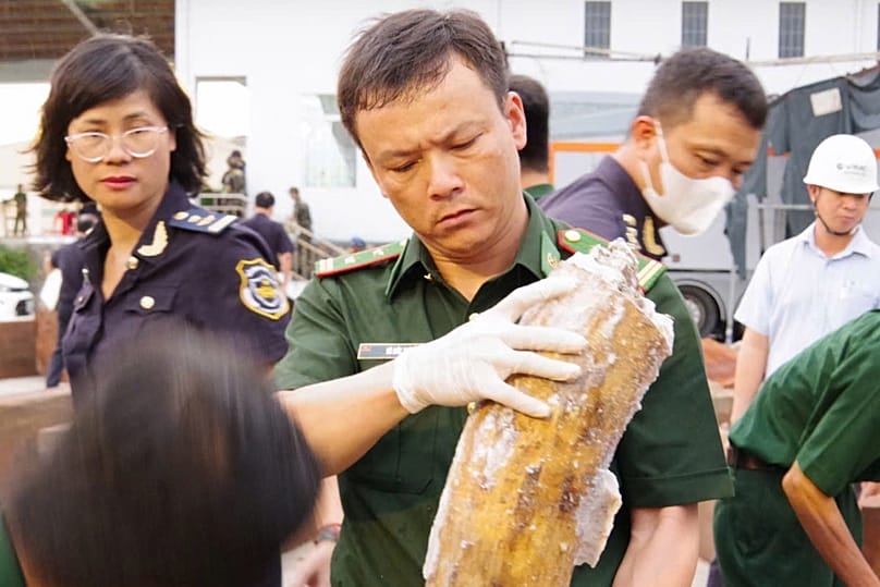 Police inspect a log that was being used to conceal 1.2-tonness of trafficked ivory at Quy Nhon port, 12 August, 2026