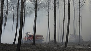Les landes ont été victimes d'importants feux de forêts sur la saison d'été 2026