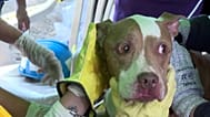 Dog rescued from the rubble