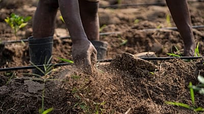 De la recherche au champ : transformer les systèmes semenciers africains