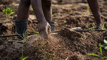 De la recherche au champ : transformer les systèmes semenciers africains