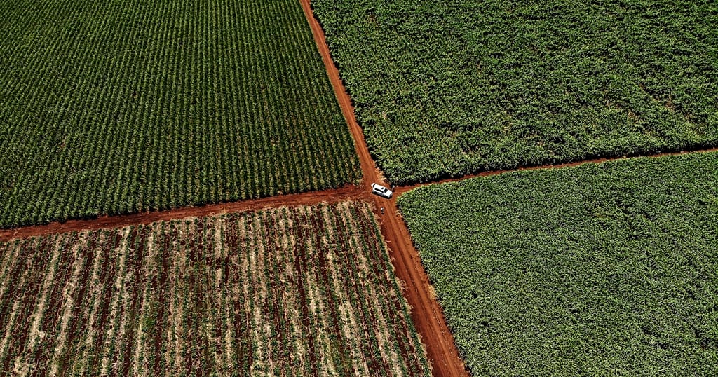 AI could transform African agriculture but access remains a major challenge