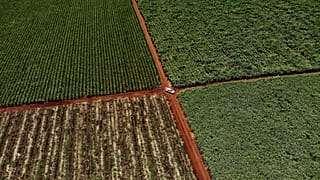 AI could transform African agriculture but access remains a major challenge