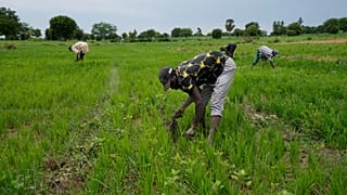 L'IA, un outil déterminant pour l'agrobusiness en Afrique selon la FAO
