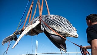 Der Kadaver eines toten Buckelwals wird am Freitag, 14. August 2026, auf der Insel Dänholm bei Stralsund geborgen.