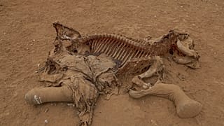 Worries grow over mysterious illness killing Kenyan elephants