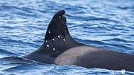 La orca Toñi