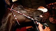 Immagine di archivio di un cavallo del Palio di Siena