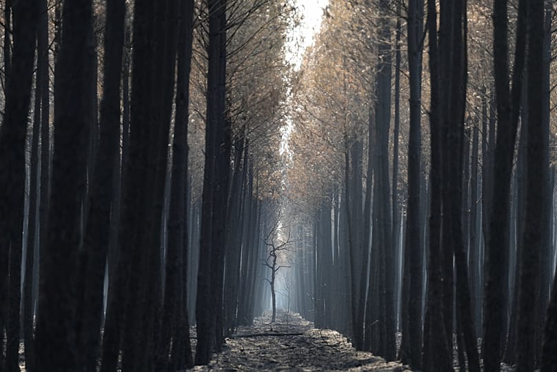 The light flows through a charred forest near Ares, during wildfires in southwestern France, Thursday, July 30, 2026.