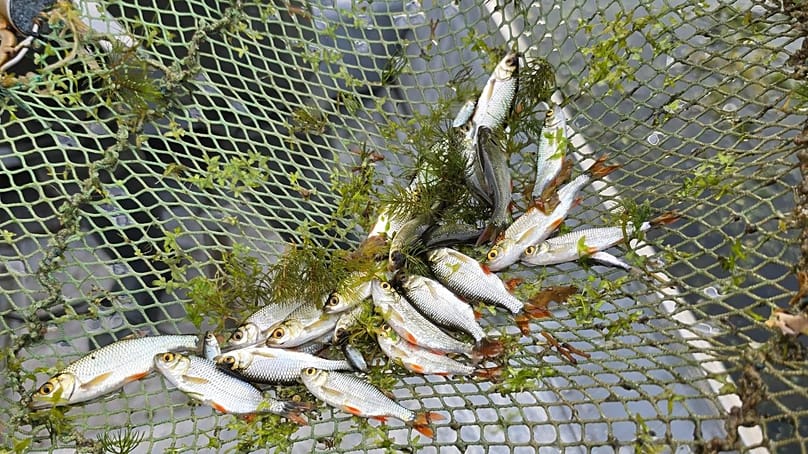 Fische werden mit Netzen und Keschern gefangen und in andere Gewässer umgesetzt.