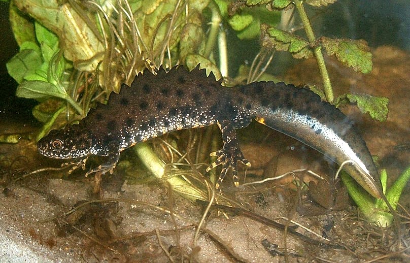 Ein Kammmolch-Männchen unter Wasser.