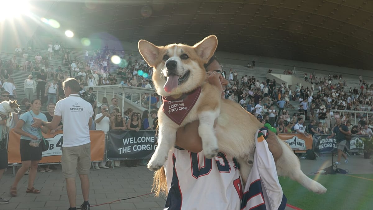 A race of short legs and big personalities: corgis take over Vilnius