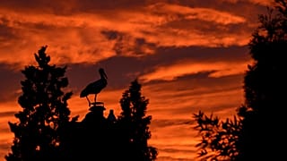 In der Abenddämmerung steht ein Weißstorch auf einem Hausdach in Sieversdorf, 6. August 2026.
