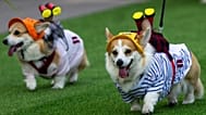 A corgi dog participates in a fashion show during a international event Corgi Race Vilnius 2026 in Vilnius