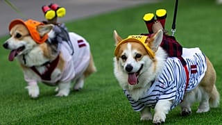 Un perro corgi participa en un desfile de moda durante el evento internacional Corgi Race Vilnius 2026 en Vilna