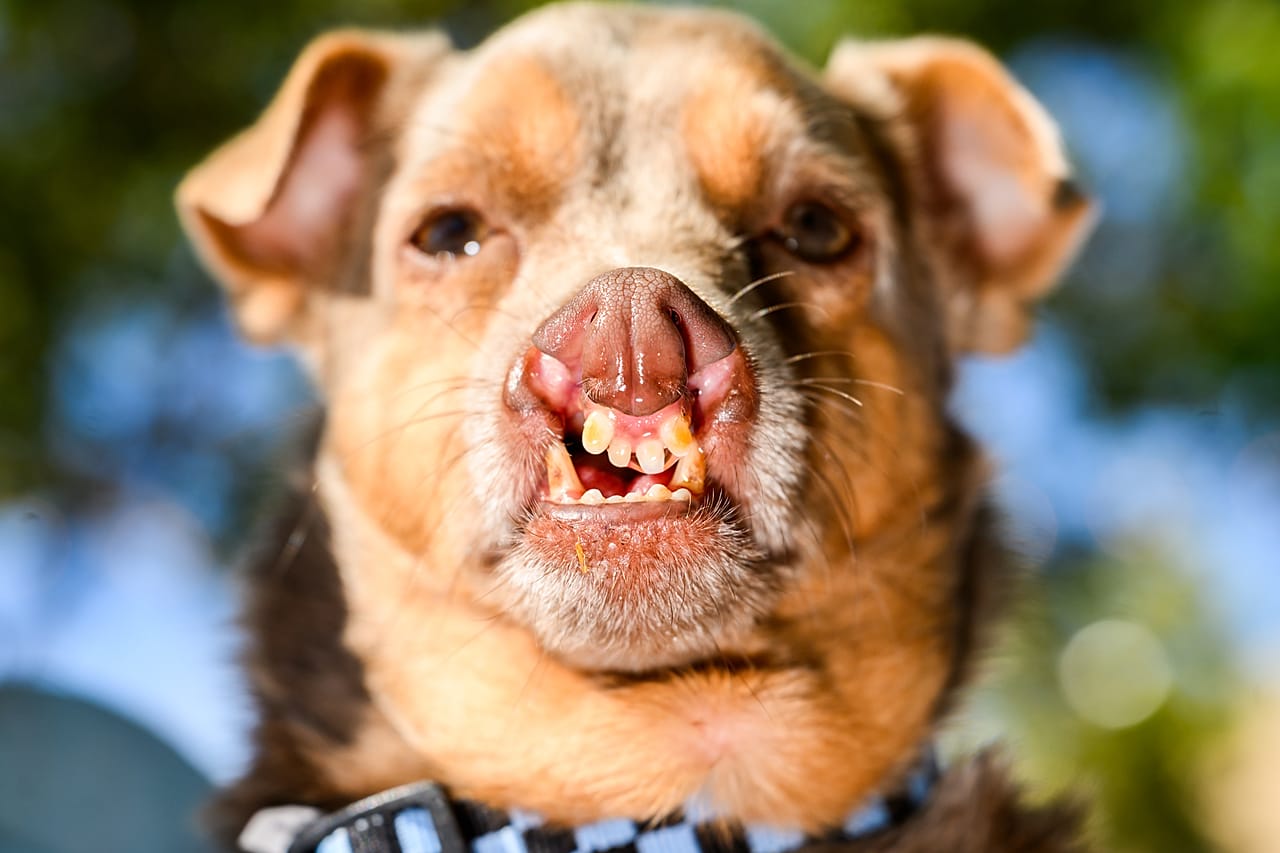 Otto, um cruzamento de chihuahua, prepara-se para competir no Concurso do Cão Mais Feio do Mundo, na Feira do Condado de Sonoma, em Santa Rosa, Califórnia, na sexta-feira, 14 de agosto de 2026.