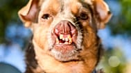 Le croisé chihuahua Otto se prépare à participer au concours du chien le plus laid du monde à la foire du comté de Sonoma, à Santa Rosa