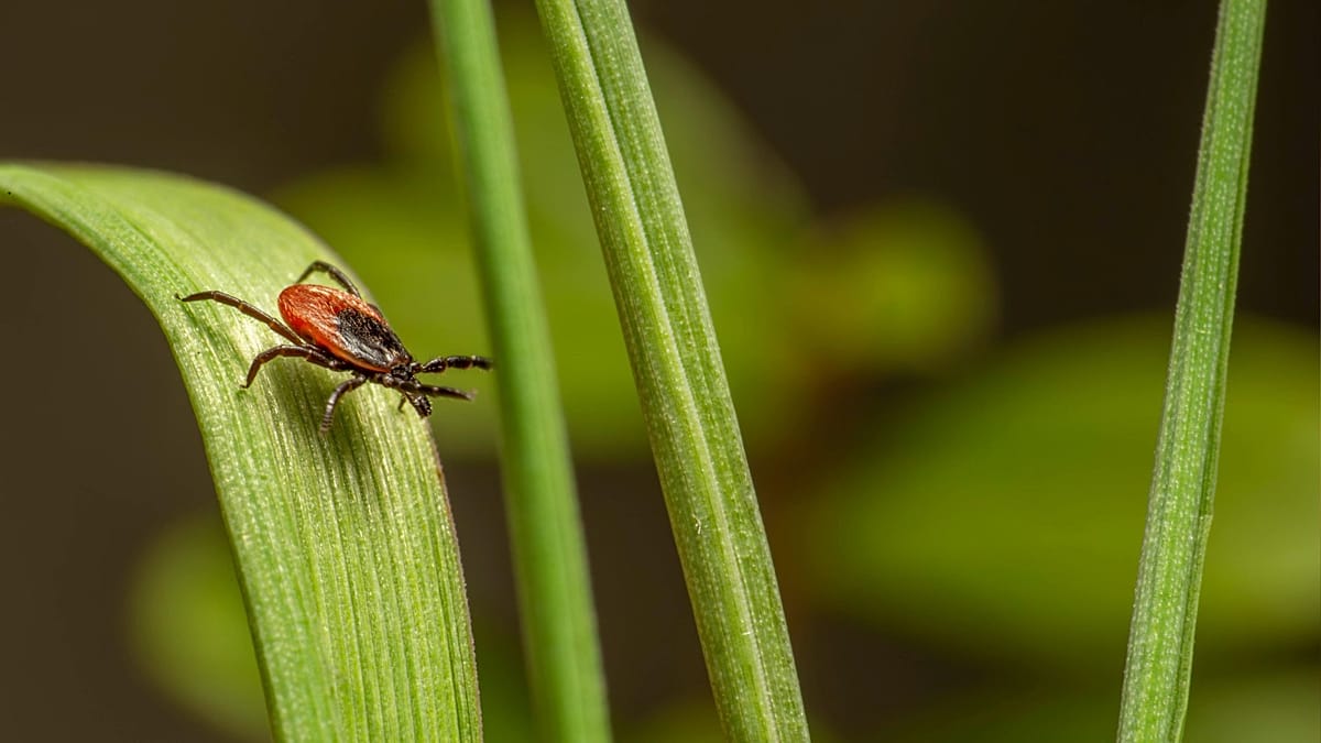 How to avoid tick bites and diseases they spread this summer