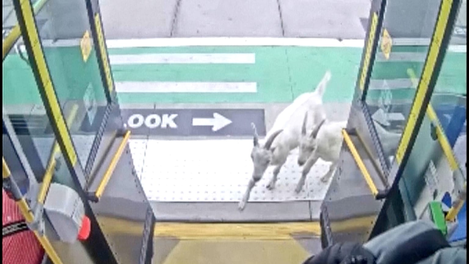 Two goats board Portland bus, then make a quick exit