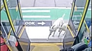 Two goats board Portland bus, then make a quick exit
