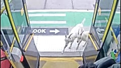 Dwie kozy wsiadają do autobusu w Portland, po chwili wysiadają