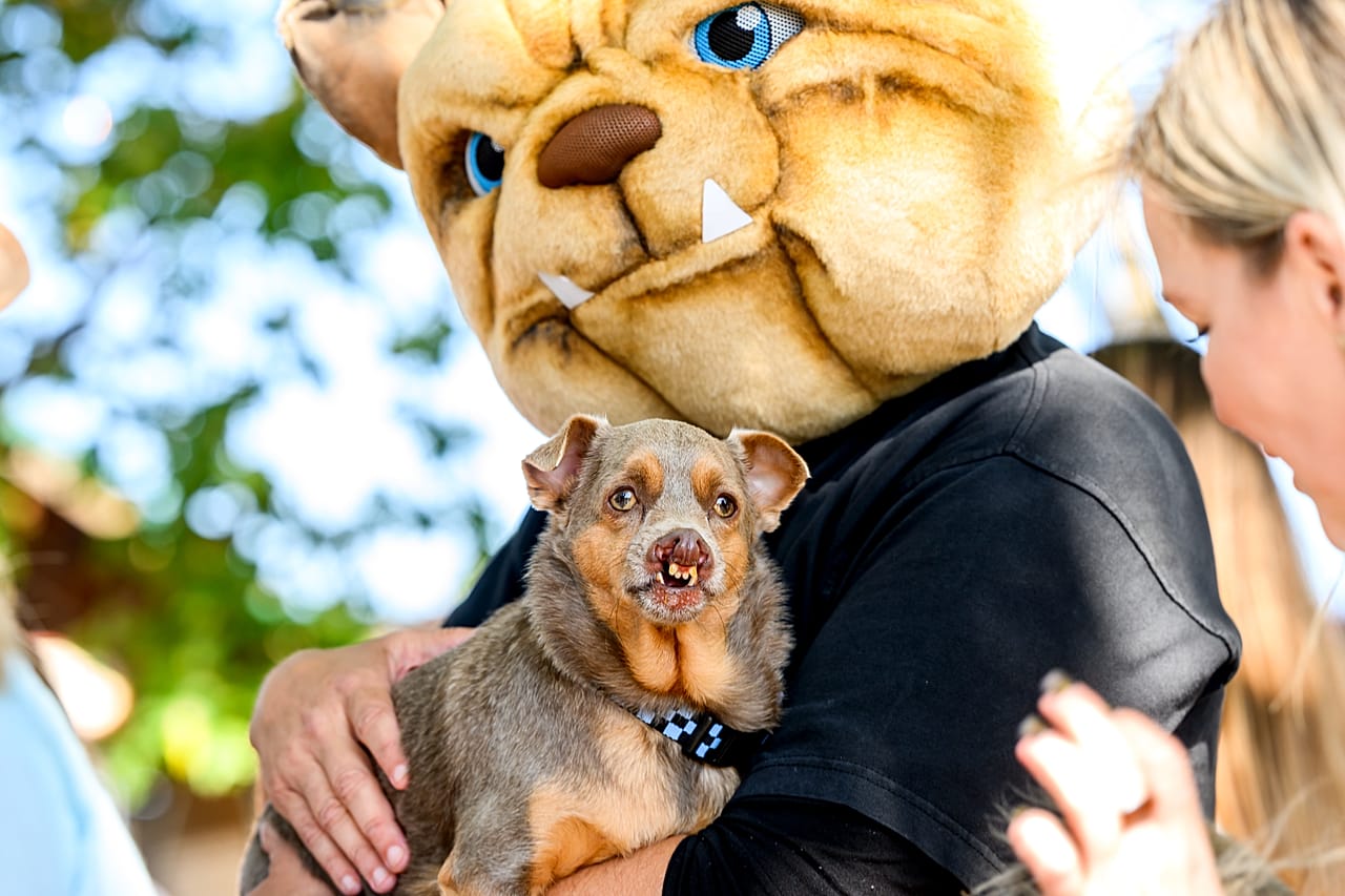 Otto, um cruzamento de chihuahua, prepara-se para competir no Concurso do Cão Mais Feio do Mundo, na Feira do Condado de Sonoma, em Santa Rosa, Califórnia, na sexta-feira, 14 de agosto de 2026. Otto viria a ficar em terceiro lugar.