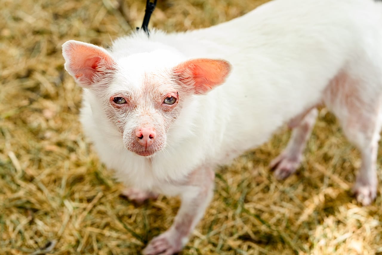 Pinky prepara-se para competir no Concurso do Cão Mais Feio do Mundo, na Feira do Condado de Sonoma, em Santa Rosa, Califórnia, na sexta-feira, 14 de agosto de 2026. A cruzada albina de pomeraniano com chihuahua acabaria por conquistar o segundo lugar.