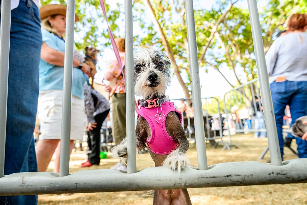 Poppy, uma Chinese Crested de 7 anos, prepara-se para competir no Concurso do Cão Mais Feio do Mundo, na Feira do Condado de Sonoma, em Santa Rosa, Califórnia, na sexta-feira, 14 de agosto de 2026.