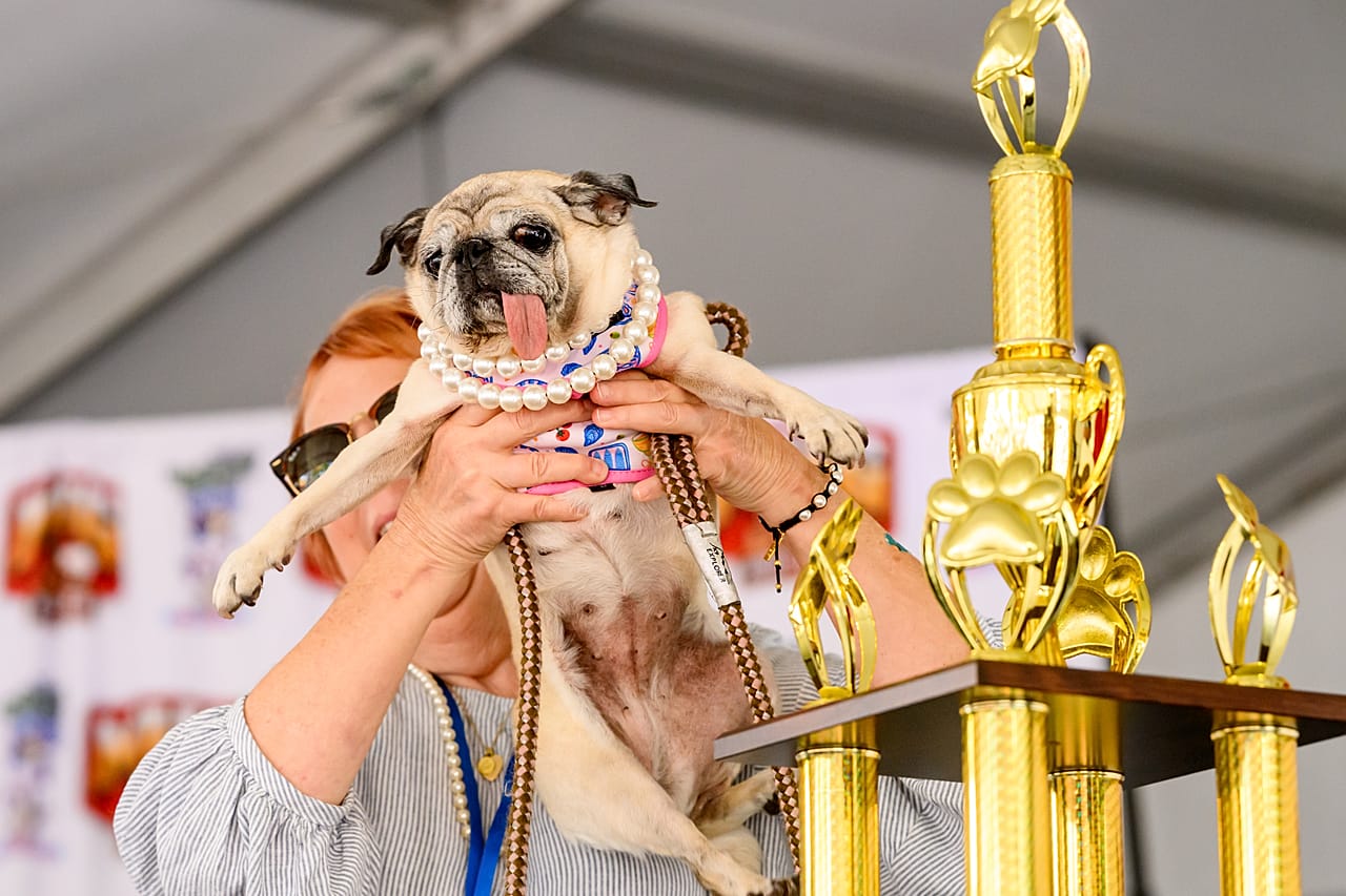 A cadela resgatada Jinny Lu, da raça pug, celebra a conquista do primeiro lugar no Concurso do Cão Mais Feio do Mundo, na Feira do Condado de Sonoma, em Santa Rosa, Califórnia, na sexta-feira, 14 de agosto de 2026.