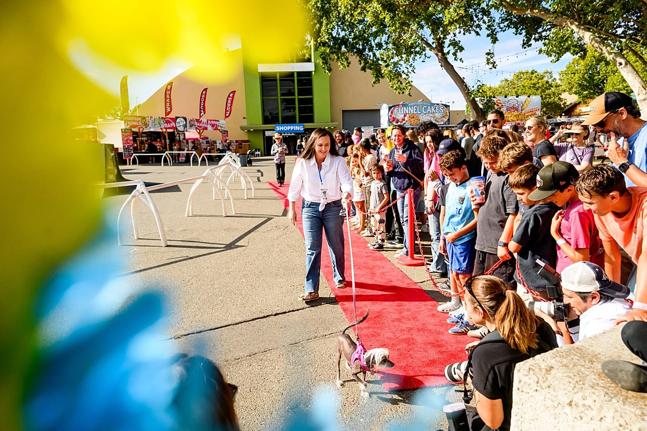 Poppy, uma Chinese Crested de 7 anos, participa no Concurso do Cão Mais Feio do Mundo, na Feira do Condado de Sonoma, em Santa Rosa, Califórnia, na sexta-feira, 14 de agosto de 2026.