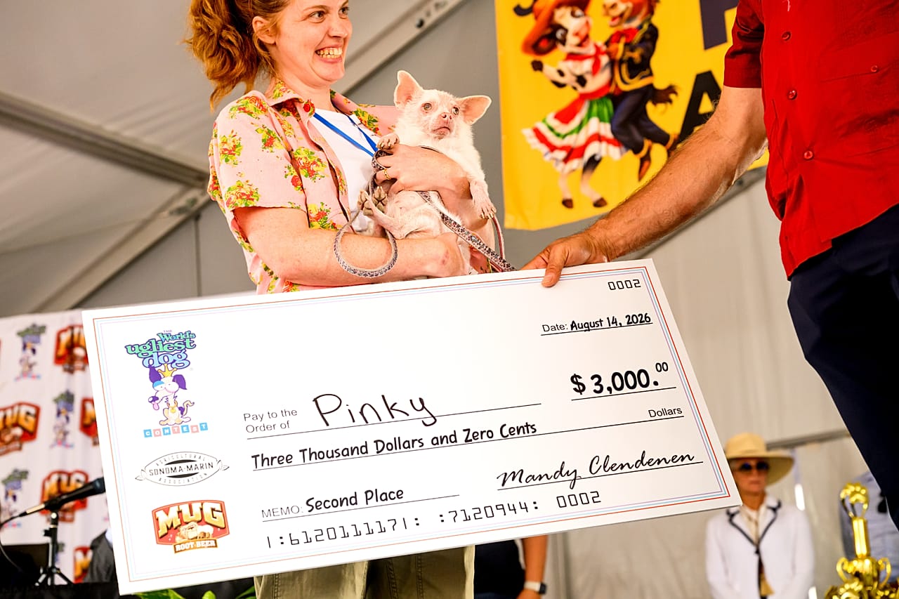 Pinky, uma cruzada albina de pomeraniano com chihuahua, celebra a conquista do segundo lugar no Concurso do Cão Mais Feio do Mundo, na Feira do Condado de Sonoma, em Santa Rosa, Califórnia, na sexta-feira, em agosto.
