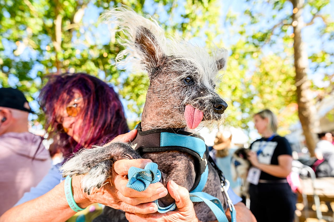 Ao colo da dona, Linda Elmquist, Scooter prepara-se para competir no Concurso do Cão Mais Feio do Mundo, na Feira do Condado de Sonoma, em Santa Rosa, Califórnia, na sexta-feira, 14 de agosto de 2026.