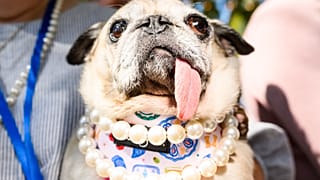 Jinny Lu, a pug rescue, prepares to compete in the World's Ugliest Dog Contest at the Sonoma County Fair in Santa Rosa, Calif., on Friday, Aug. 14, 2026. 