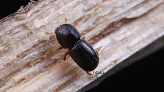 Euwallacea fornicatus
