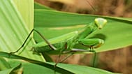 حشرة السرعوف المتعبدة - "Mantis religiosa"