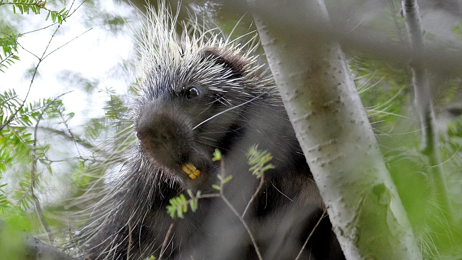 A porcupine looks down from a tree in Ricketts Glen State Park, Monday, 19 May 2014, in Benton, Pennsylvania. (AP Photo/Citizens' Voice, Andrew Krech)