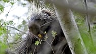 A porcupine looks down from a tree in Ricketts Glen State Park, Monday, 19 May 2014, in Benton, Pennsylvania. (AP Photo/Citizens' Voice, Andrew Krech)
