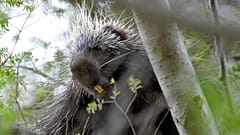 A porcupine looks down from a tree in Ricketts Glen State Park, Monday, 19 May 2014, in Benton, Pennsylvania. (AP Photo/Citizens' Voice, Andrew Krech)