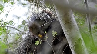 A porcupine looks down from a tree in Ricketts Glen State Park, Monday, 19 May 2014, in Benton, Pennsylvania. (AP Photo/Citizens' Voice, Andrew Krech)