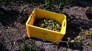 A box of grapes sits among vineyards during harvest in Chouilly, Champagne, France, as rising temperatures drive early picks, Aug. 28, 2018