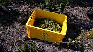 A box of grapes sits among vineyards during harvest in Chouilly, Champagne, France, as rising temperatures drive early picks, Aug. 28, 2018
