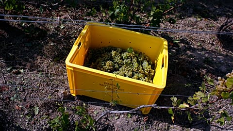 Une caisse de raisins dans les vignes pendant les vendanges à Chouilly, en Champagne, alors que la hausse des températures avance les récoltes, 28 août 2018