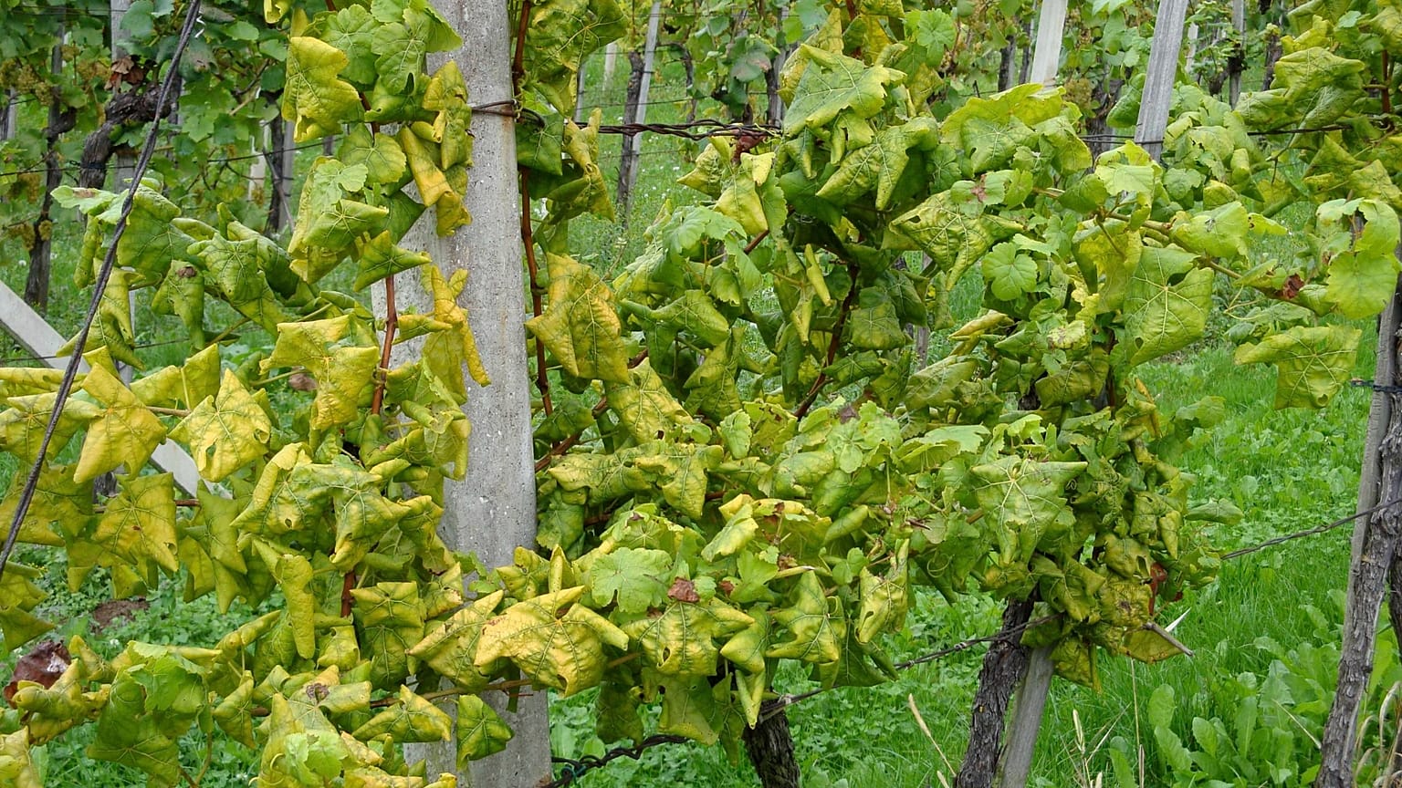 Symptoms on German variety Scheurebe