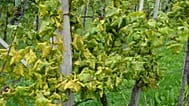 Symptoms on German variety Scheurebe