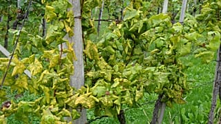 Symptoms on German variety Scheurebe