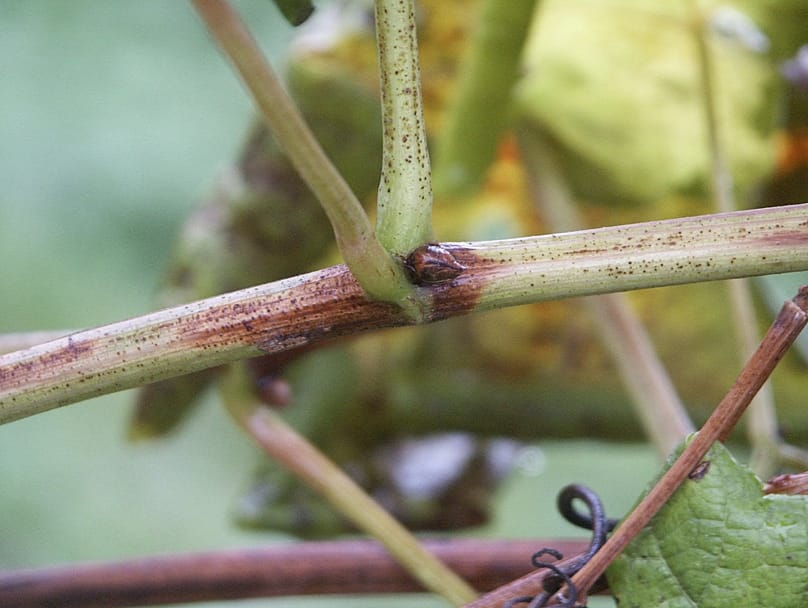A Flavescence dorée (fitoplazma betegség) hajtástünete a Scheurebe fajtánál