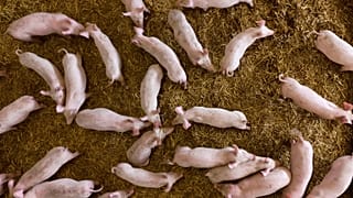 Schweinepest: Aufnahme aus einem Mastbetrieb (Archiv)